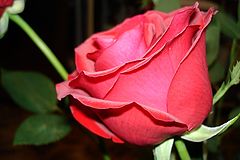 photo "Rose"