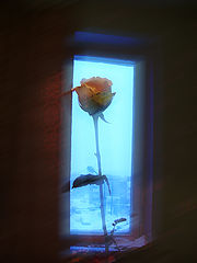 photo "pure morning"