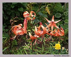 photo "Flowers"