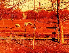 photo "Grazing"