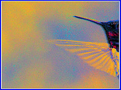 photo "Hummingbird Stage Right"