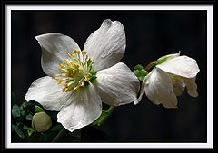 фото "helleborus niger"