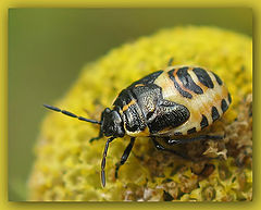 photo "~Bedbug~ (yellow)"