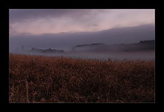 photo "forgotten field"