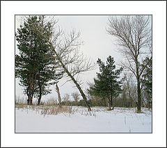 photo "last stroke of winter..."