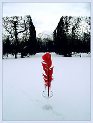 photo "red dreams"