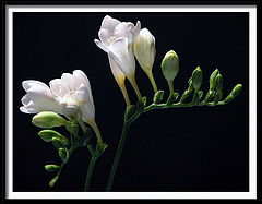 фото "freesias"