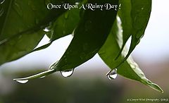 фото "Once Upon A Rainy Day !"