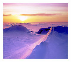 photo "Polar dreams"