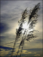 photo "Grass in the sun"