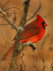 photo "Natures Painting"