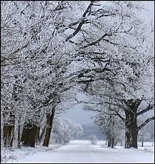 photo "The Winter road"