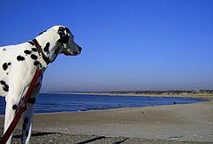 photo "on the beach"