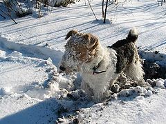 photo "Winter foxterrier"