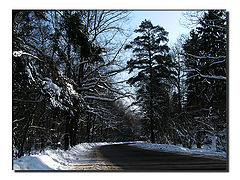 фото "ЗИМНИЙ ЛЕС"