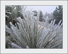photo "... hoarfrost transparent needles..."