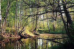 photo "Habitat of an old witch"
