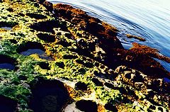photo "Rock Pools"