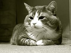 photo "The cat is Basya"