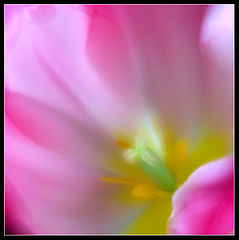 photo "Pink"