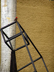 photo "Rojito"