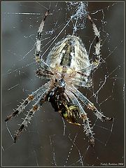 photo "Dinner-time"