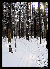 photo "Лесной светофор..."