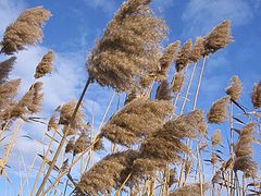 photo "wind"