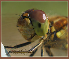 photo "~Dragon-fly 2~"