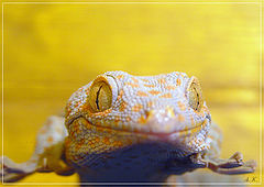 photo "Tsarevna a frog"
