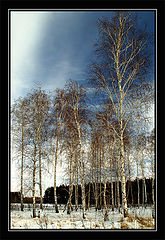 photo "White Birches"