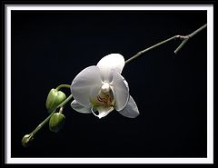 фото "orchid"
