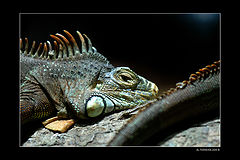 фото "T REX"