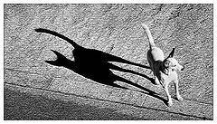 фото "The dog with a cat shadow"