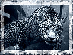 photo "hidden & dangerous #2"