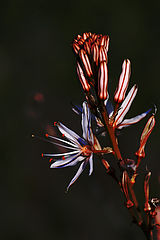 фото "Flower#2"