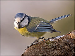 фото "Birdattitude"