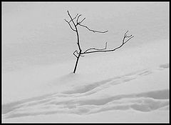 photo "Winter flora and fauna."