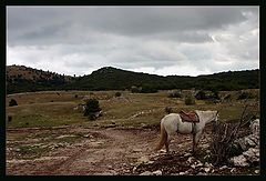 photo "Horse on Road"