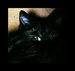 photo "KOT"
