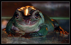 photo "Presently, jv... (Tree frog australian)"