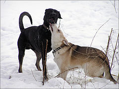 album "Dog`s life"