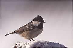 фото "Parus ater"