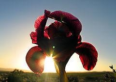 photo "black irus from desert"