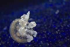 photo "Medusa"