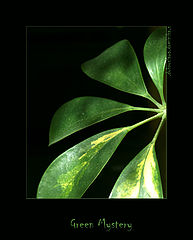 фото ".green.mystery"