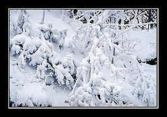photo "Winter fairy tale"