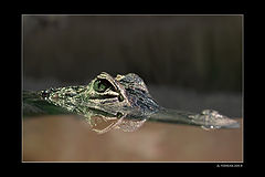 фото "ALIGATOR"