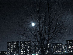 photo "the moon"
