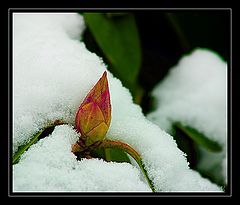 photo "... spring comming ..."